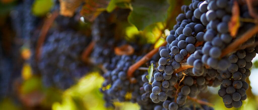 vineyard duties